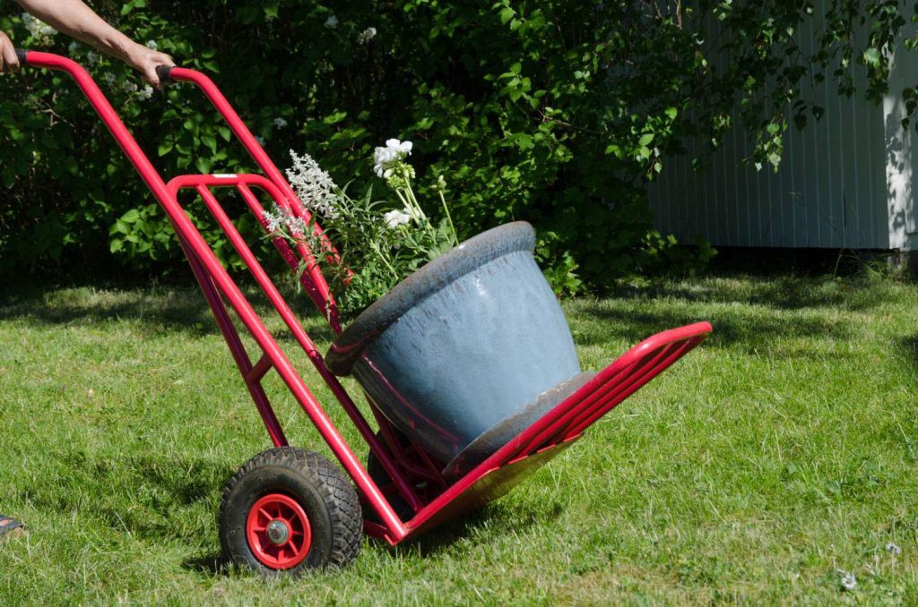 pot de fleur de grande taille de couleur bleue transportée sur un diable rouge qui roule sur l'herbe