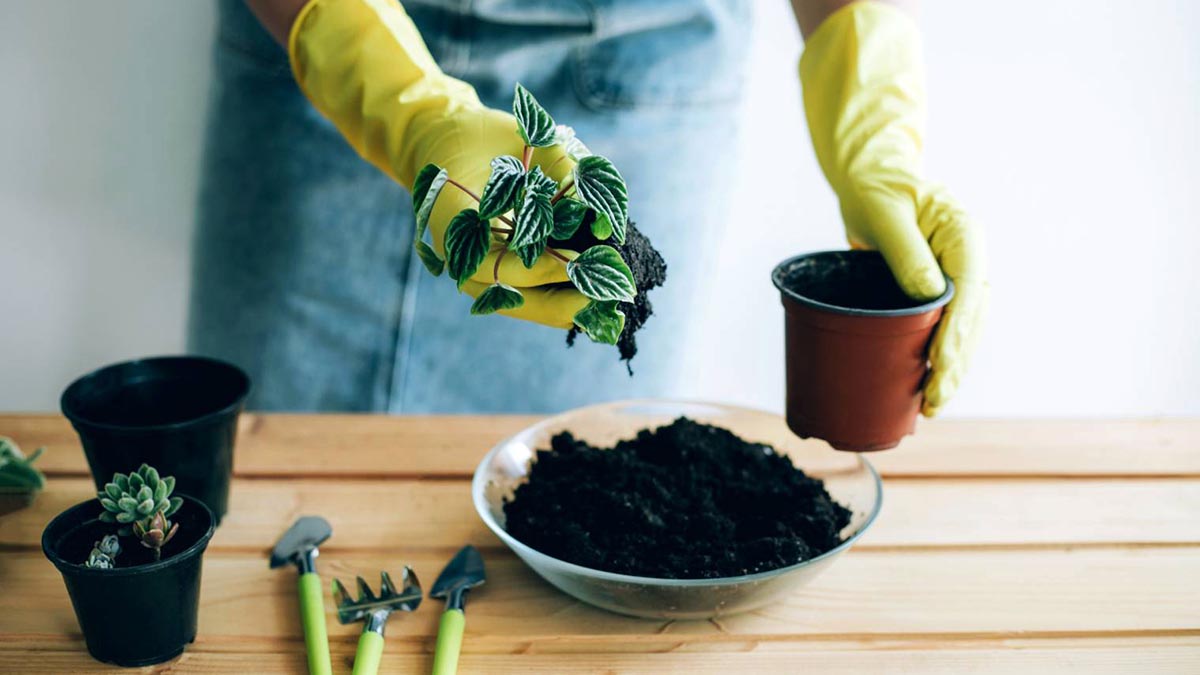 deux mains gantées de jaune, l'une tient de la terre, l'autre un pot de fleurs pour le remplir de terre