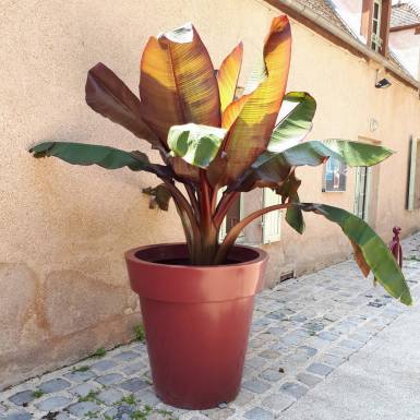 Grand et haut pot de fleur en plastique de couleur marron avec une grande plante à larges feuilles posée sur une terrasse carrelée